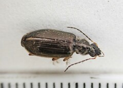 Notagonum
