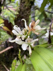 Prosthechea fragrans