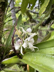 Prosthechea fragrans