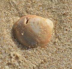 Laevicardium crassum