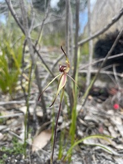 Caladenia × variabilis