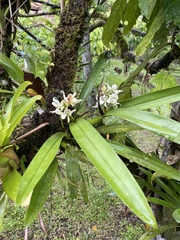 Prosthechea fragrans