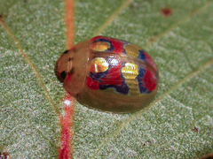 Paropsisterna gloriosa
