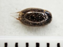 Enochrus