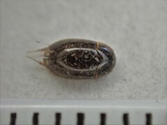 Enochrus
