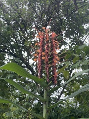 Hedychium coccineum