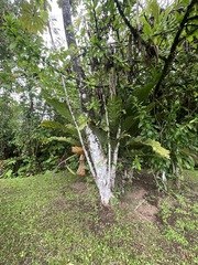 Anthurium schlechtendalii