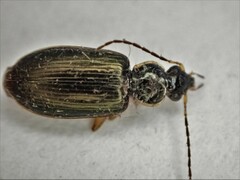 Notagonum