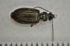 Notagonum