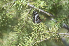 Limenitis weidemeyerii