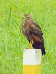 Buteogallus meridionalis