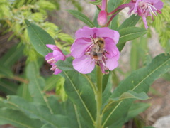 Bombus centralis