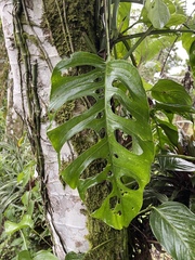 Monstera adansonii