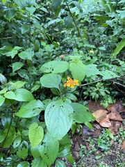 Lantana camara image