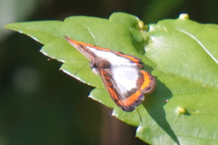 Nymphidium caricae