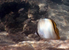 Chaetodon vagabundus