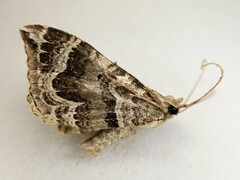 Hydriomena deltoidata