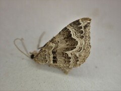 Hydriomena deltoidata
