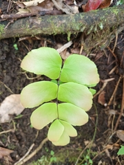 Adiantum macrophyllum image