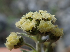 Artemisia glomerata