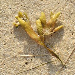 Fucus vesiculosus