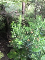 Erica lusitanica