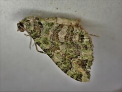 Austrocidaria similata