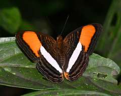 Adelpha cytherea cytherea