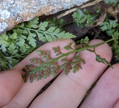 Asplenium montanum