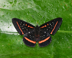 Amarynthis meneria