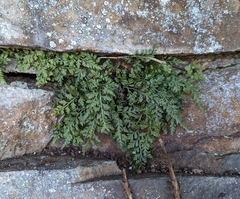 Asplenium montanum