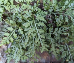 Asplenium montanum