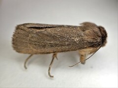 Bityla defigurata