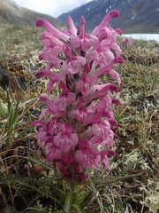 Pedicularis lanata