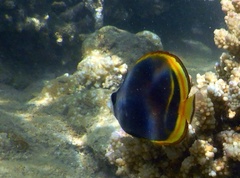 Chaetodon flavirostris