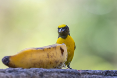 Euphonia chlorotica