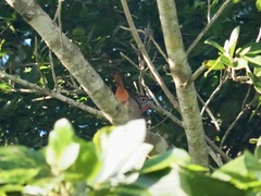 Piranga roseogularis