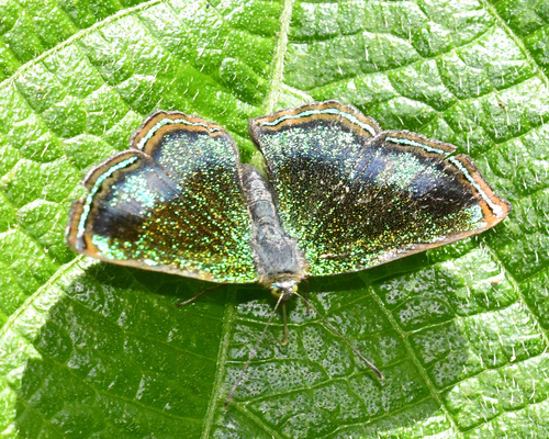 Caria sponsa