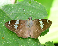 Celaenorrhinus songoensis