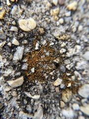 Xanthocarpia feracissima