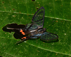 Chorinea octauius