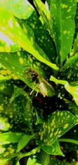 Polistes versicolor