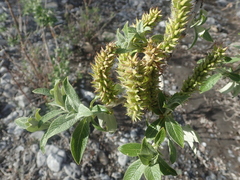 Salix alaxensis