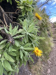 Xerochrysum frutescens