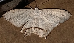 Sericoptera