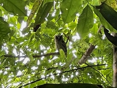 Otus lempiji