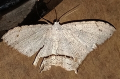 Sericoptera