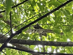 Otus lempiji