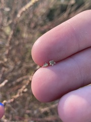 Bassia scoparia