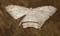 Sericoptera